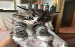 Siberiano gatti in vendita: Gattini siberiani ipoallergenici - Annuncio 9