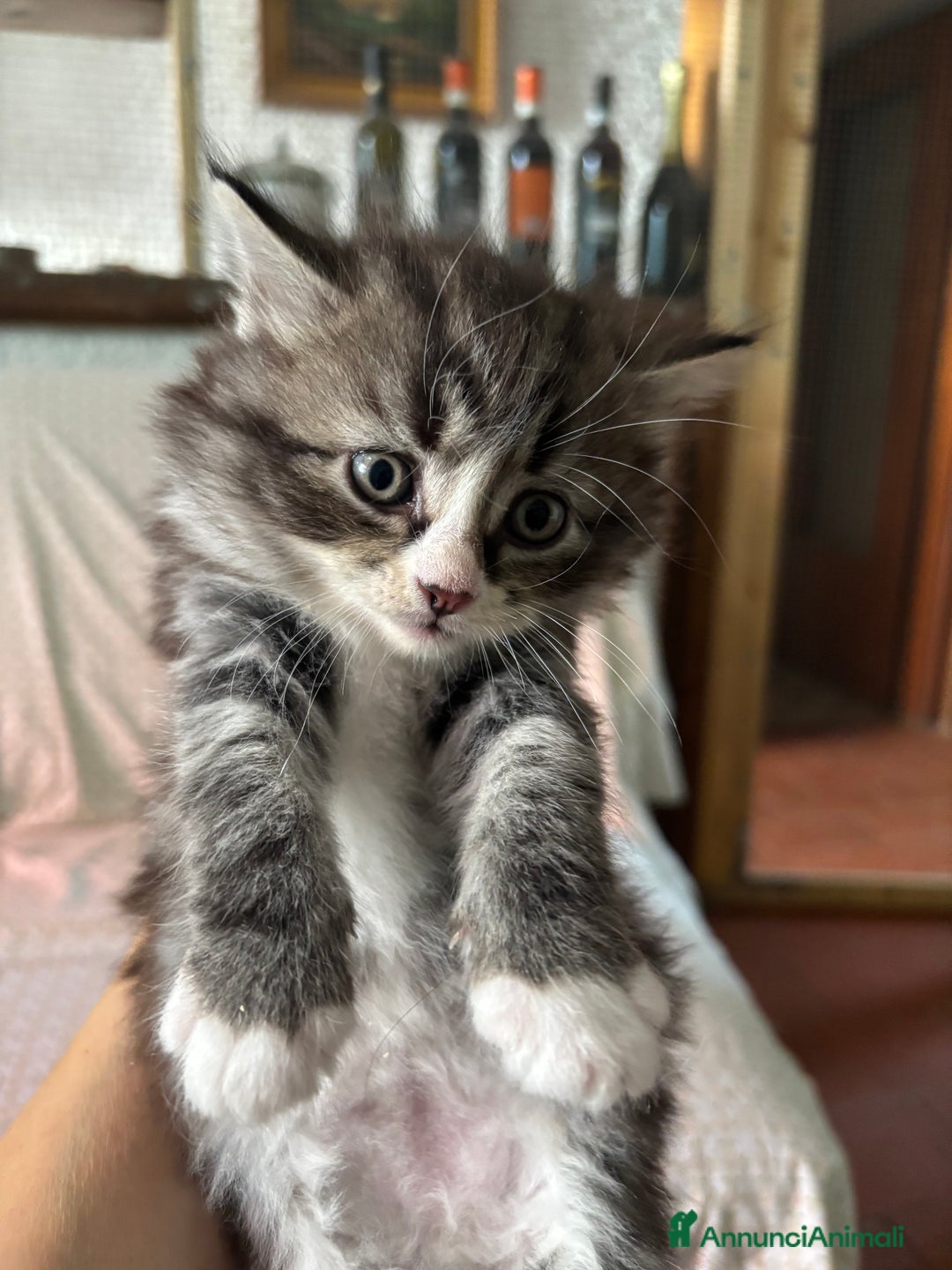 Siberiano gatti in vendita: Gattini siberiani ipoallergenici - Annuncio 9