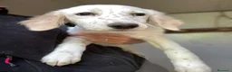 Setter Inglese cani in regalo: BIANCA MIX SETTERINA DOLCISSIMA a Città metropolitana di Roma Capitale - Annuncio 4