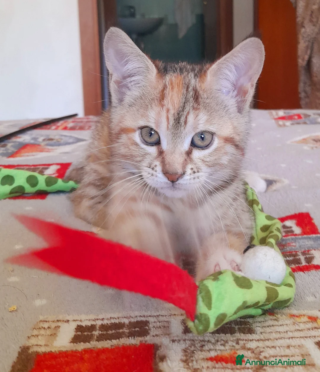 Maine Coon gatti in vendita: Gattina disponibile  - Annuncio 4