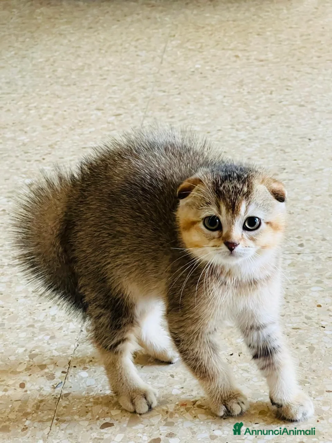 Scottish gatti in vendita: Scottish-fold  - Annuncio 2