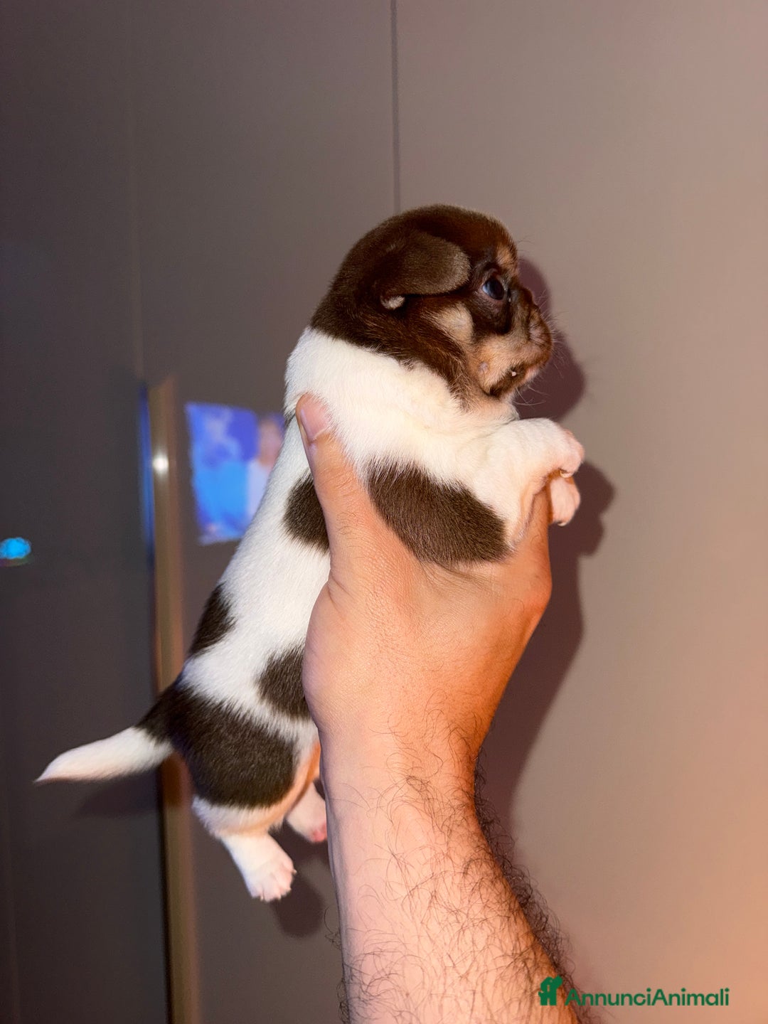 Chihuahua cani in vendita: Chihuahua - Annuncio 4