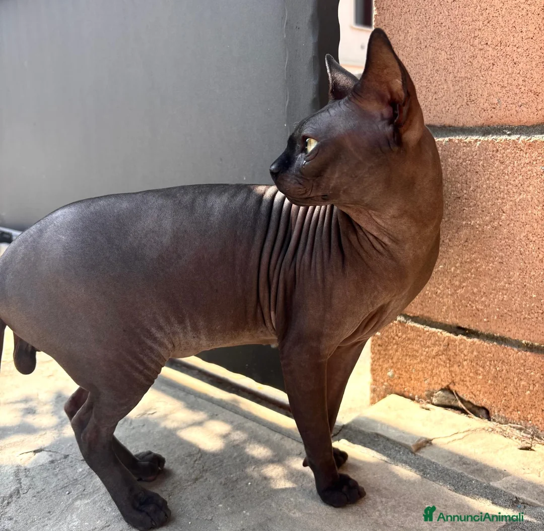 Sphynx gatti per accoppiamento: Anoubi cerca fidanzata a Provincia di Pavia - Annuncio 6
