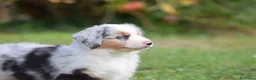 Miniature American Shepherd cani in vendita: MINIATURE AMERICAN SHEPHERD - Annuncio 3