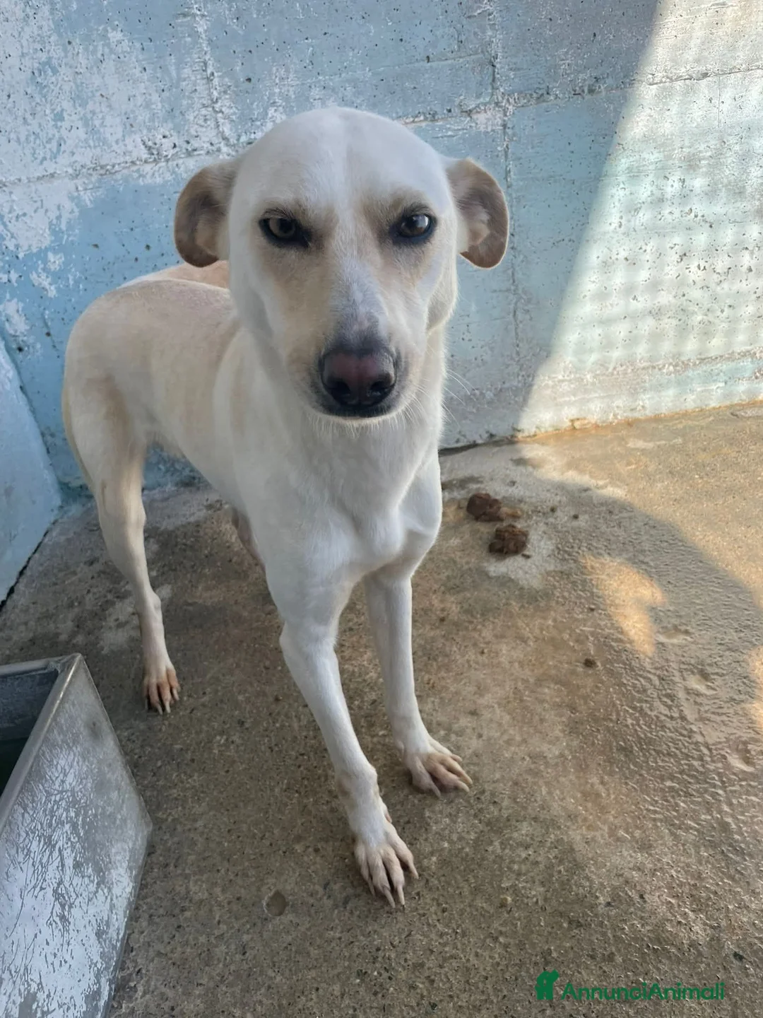 Meticcio cani in regalo: Pioggia - Annuncio 1