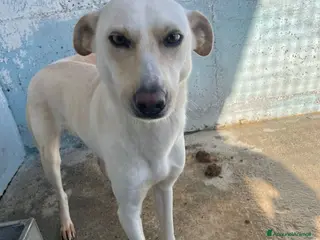 Meticcio cani Pioggia - Annuncio 2