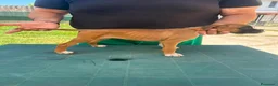 Boxer cani in vendita: Cuccioli di boxer - Annuncio 23