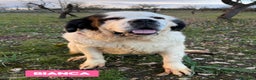 San Bernardo cani in regalo: BIANCA SAN BERNARDO - Annuncio 8