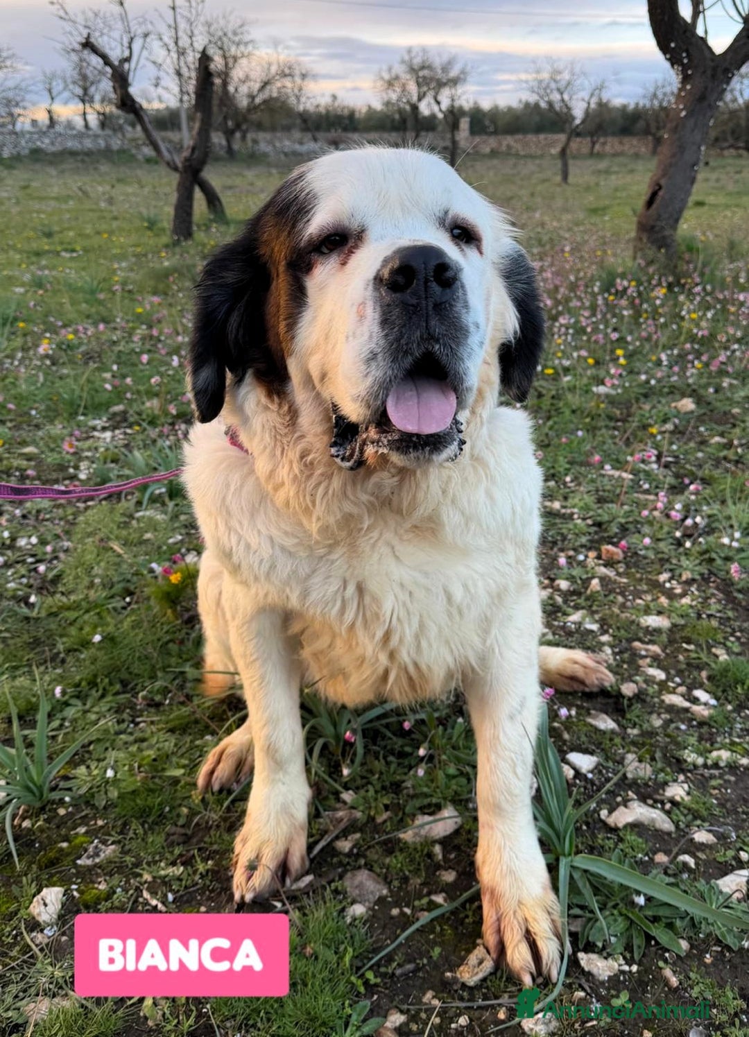 San Bernardo cani in regalo: BIANCA SAN BERNARDO - Annuncio 8