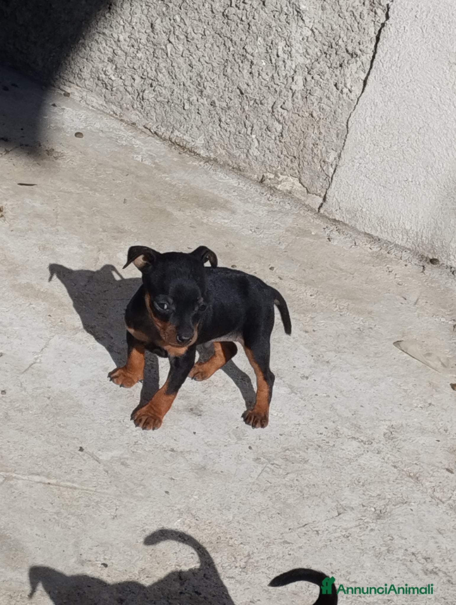 Pinscher Miniatura cani Pinscher Nano  - Annuncio 13
