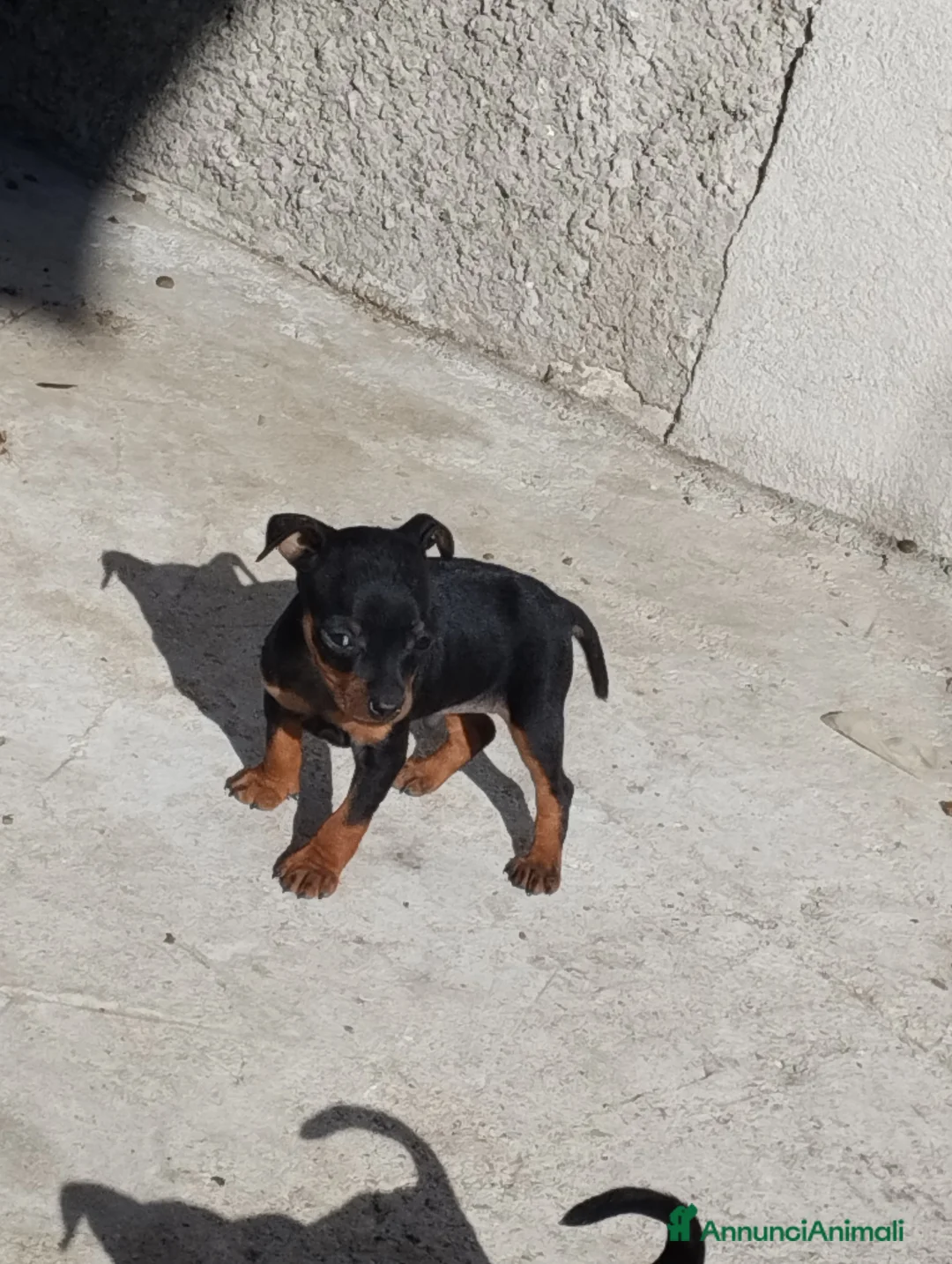 Pinscher Miniatura cani in vendita: Pinscher Nano  - Annuncio 1