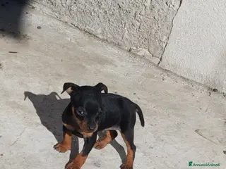 Pinscher Miniatura cani Pinscher Nano - Annuncio 1