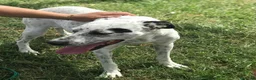 Pointer cani in regalo: DAILA, pointerina simpaticissima a Provincia di Latina - Annuncio 3