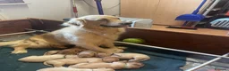 Golden Retriever cani in vendita: Cuccioli di Golden Retriever - Annuncio 4