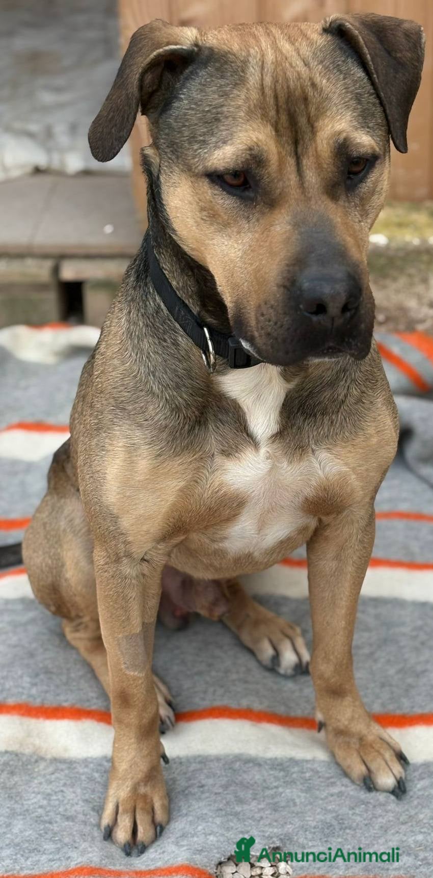 Meticcio cani Bobby semplicemente fantastico a Città metropolitana di Milano - Annuncio 3