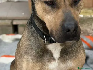 Meticcio cani Bobby semplicemente fantastico a Città metropolitana di Milano - Annuncio 3