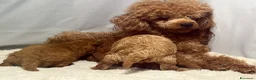 Barboncino Toy cani in vendita: Cuccioli barboncino toy rosso - Annuncio 5