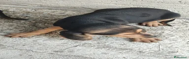 Segugio 3
