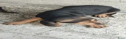 Segugio cani in vendita: Segugio Italiano - Annuncio 4