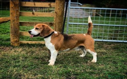 Beagle cani in vendita: Cuccioli di Beagle robusti e magnifici, KC Reg a Città metropolitana di Milano - Immagine 5