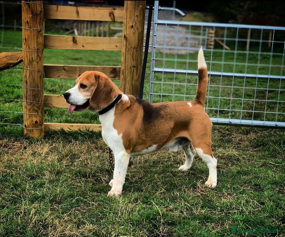 Beagle cani in vendita: Cuccioli di Beagle robusti e magnifici, KC Reg a Città metropolitana di Milano - Immagine 5