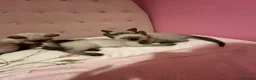 Siamese gatti in vendita: Bellissimi cuccioli siamesi maschio e femmina - Annuncio 11