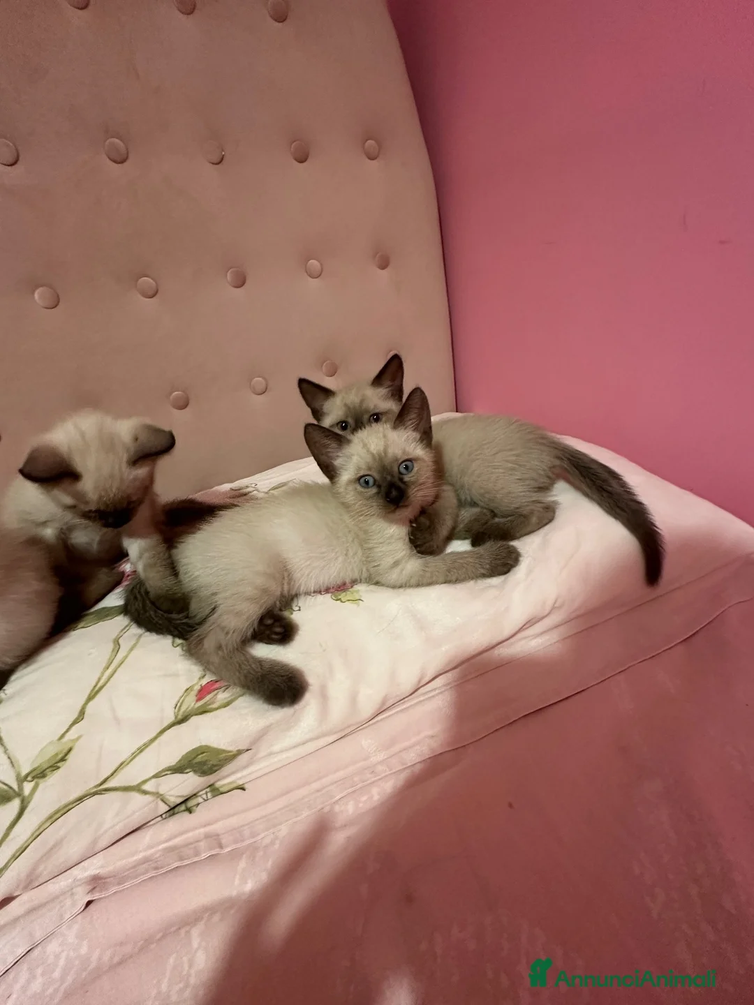 Siamese gatti in vendita: Bellissimi cuccioli siamesi maschio e femmina - Annuncio 11
