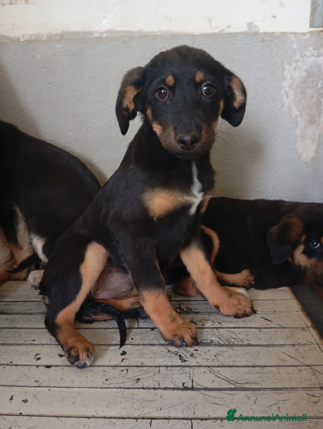 Meticcio cani in regalo: Mirtilla, mix pastorina!  - Annuncio 2