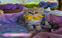 British gatti in vendita: Cuccioli British Golden e Silver a Provincia di Bergamo - Immagine 7