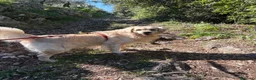 Altre razze cani per accoppiamento: Golden maschio per accoppiamento  a Provincia di Latina - Annuncio 5