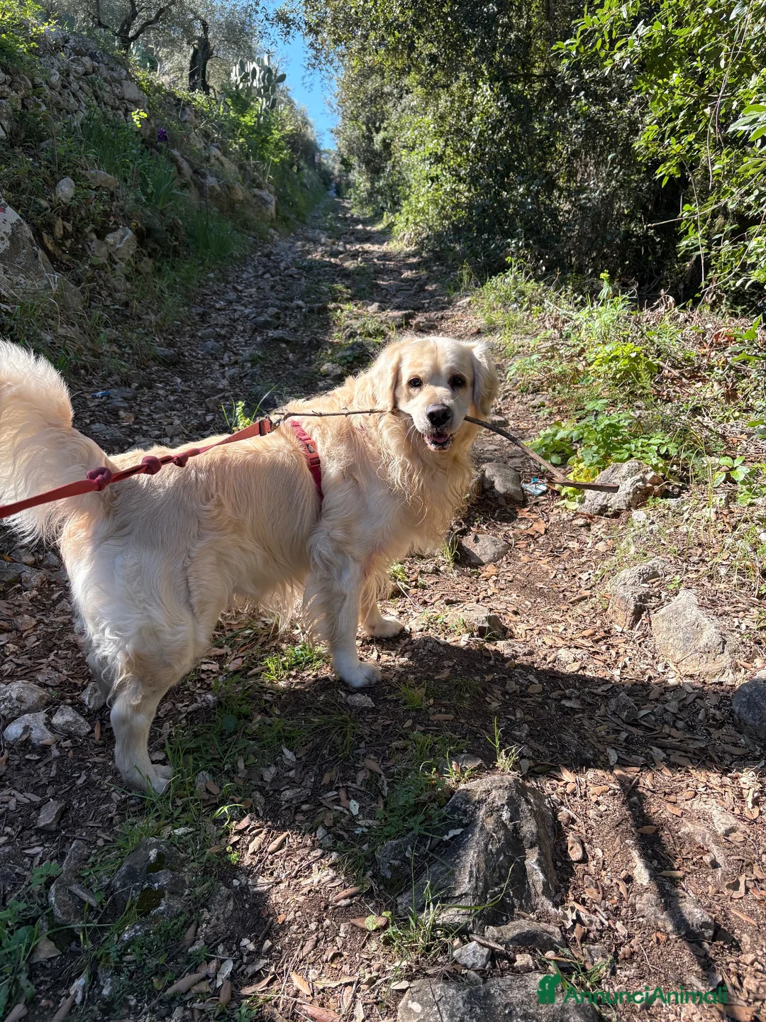 Altre razze cani per accoppiamento: Golden maschio per accoppiamento  a Provincia di Latina - Annuncio 5