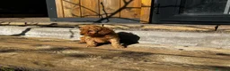 Cavapoo cani in vendita: Splendidi cuccioli di Cavapoo F1 - Annuncio 12