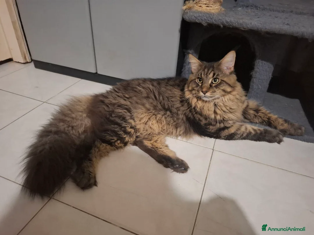 Maine Coon gatti in vendita: Мальчик Майн Кун 11 месяцев ищет семью.  - Annuncio 9