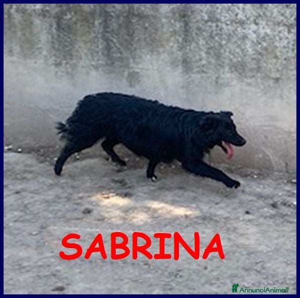 Meticcio cani SABRINA una timidina - tg media - Annuncio 35