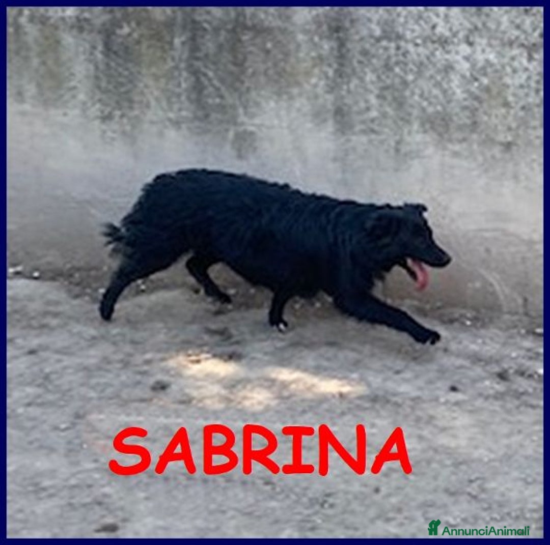 Meticcio cani in regalo: SABRINA una timidina - tg media - Annuncio 1