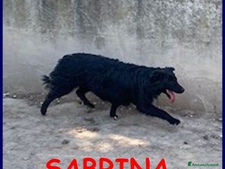 Meticcio cani SABRINA una timidina - tg media - Annuncio 8