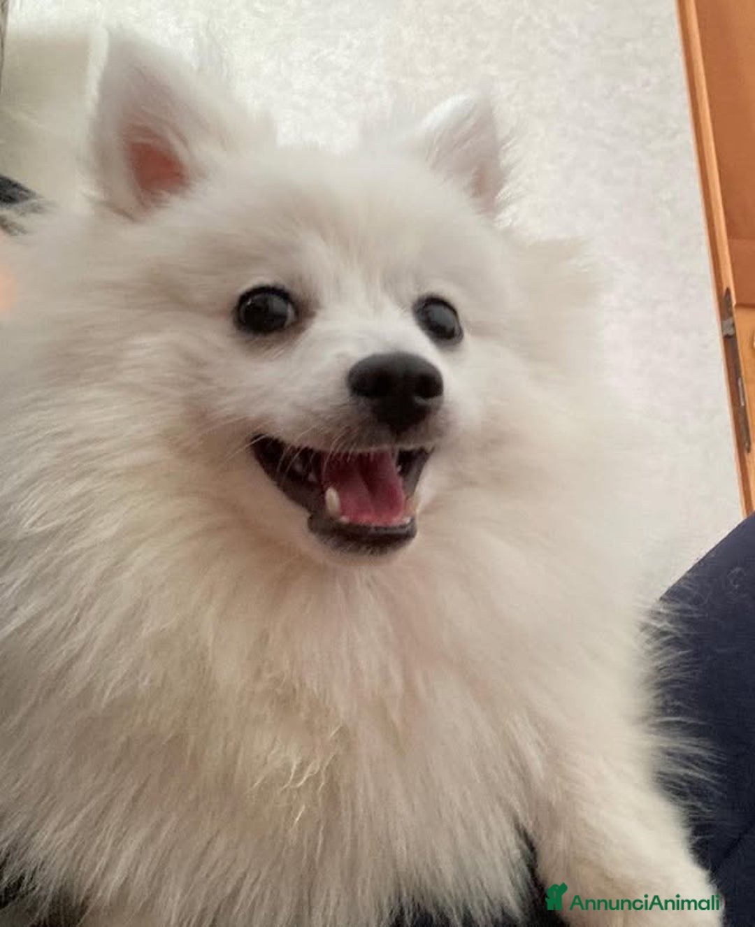 Volpino Italiano cani in vendita: Cuccioli piccola taglia cedo - Annuncio 2