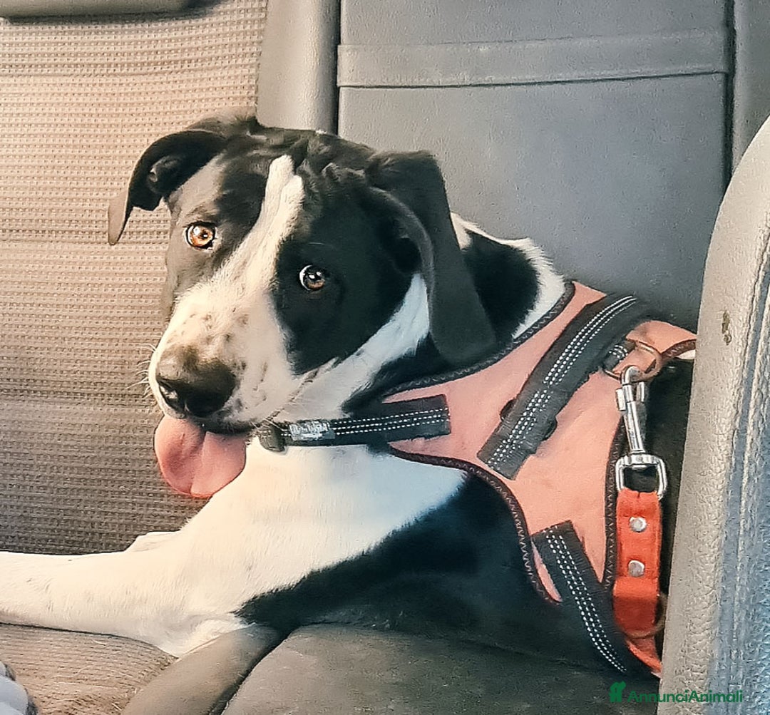 Alano cani in regalo: beatrice cucciola stupenda - Annuncio 2