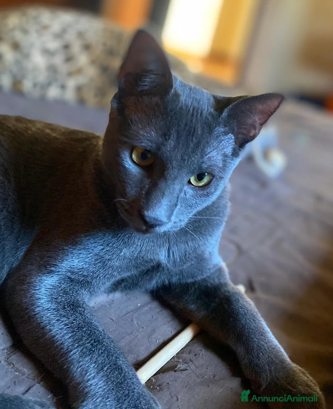 Europeo gatti in regalo: GATTINA TARTARUGATA - Annuncio 2