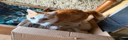Europeo gatti in regalo: Regalo gattini - Annuncio 7