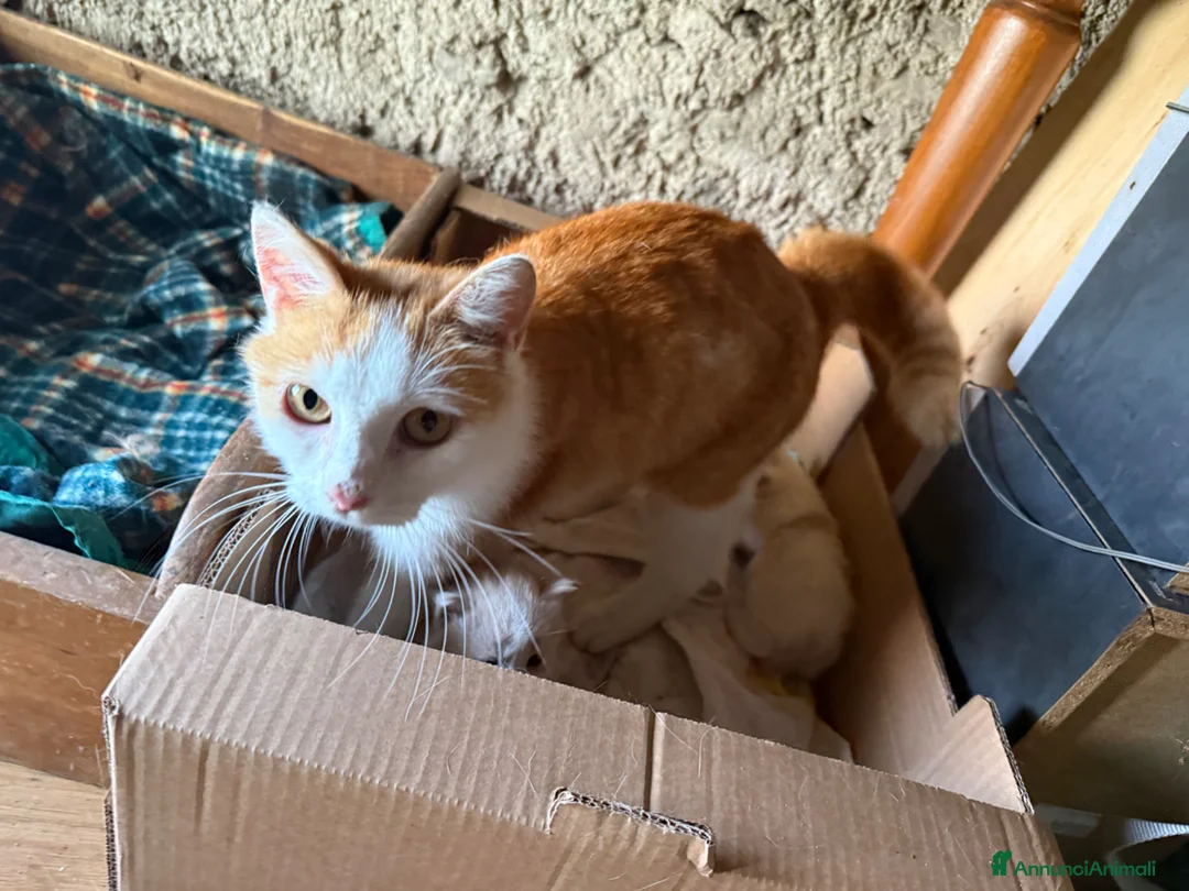 Europeo gatti in regalo: Regalo gattini - Annuncio 7