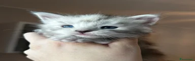 Maine Coon Gattino 6