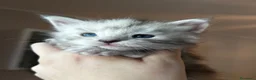Maine Coon gatti in vendita: Maine coon con pedigree  - Annuncio 7