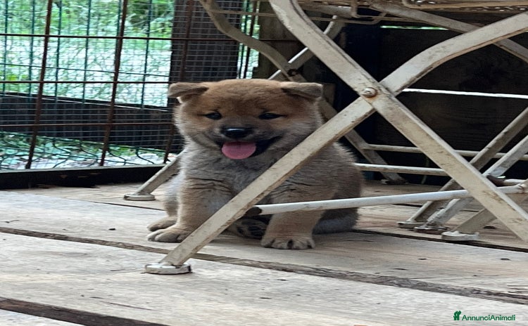 Shiba Inu cani a Provincia di Pavia - Annuncio 4
