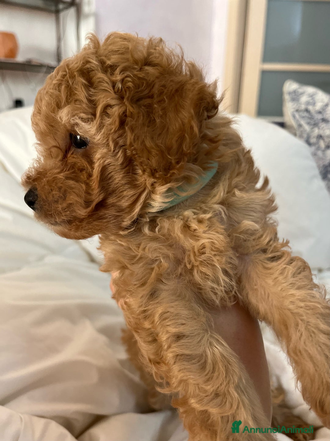 Barboncino cani in vendita: Barboncini fulvi toy e nani con Pedigree - Annuncio 9