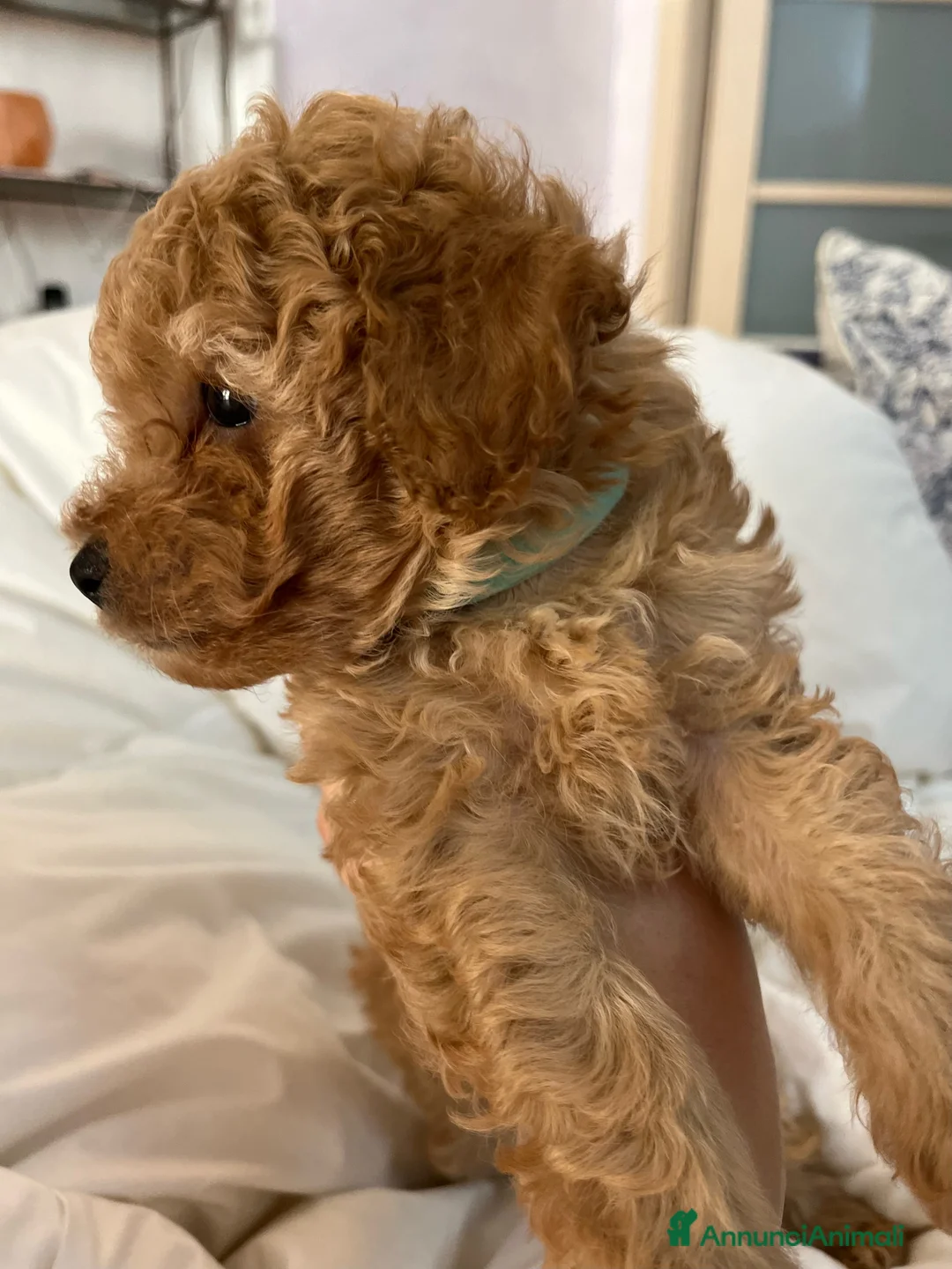 Barboncino cani in vendita: Barboncini fulvi toy e nani con Pedigree - Annuncio 11