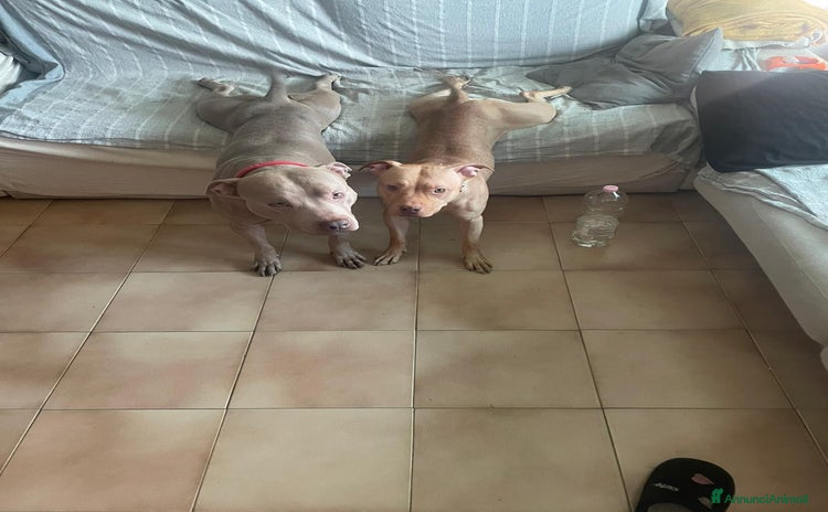 Pitbull cani a Provincia di Rovigo - Annuncio 12