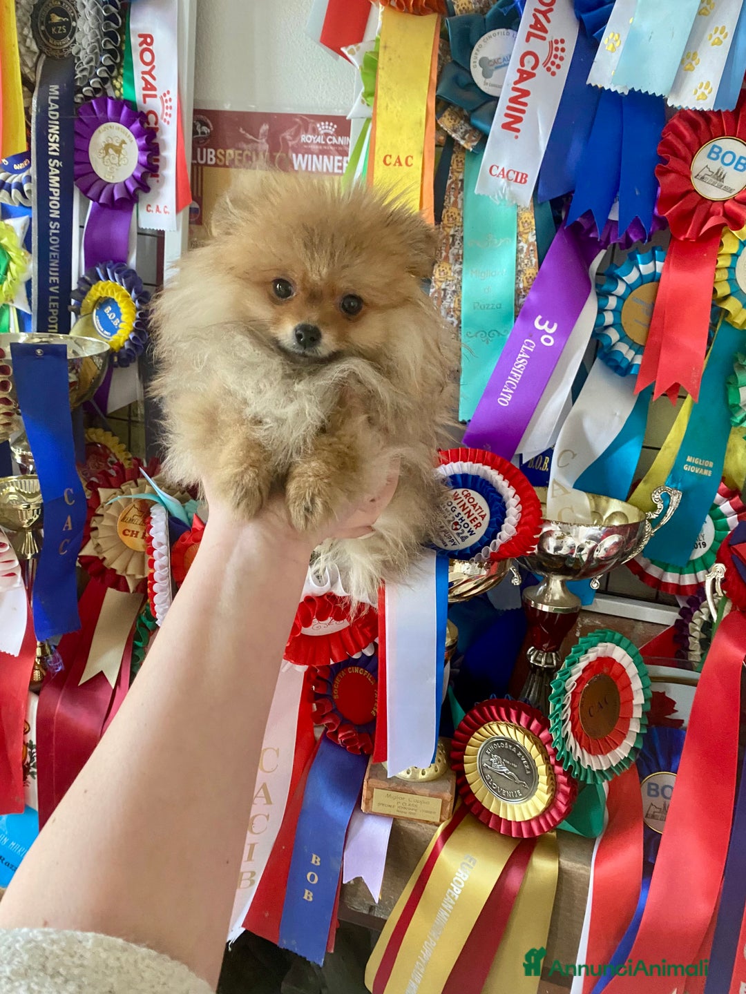 Volpino Pomerania cani in vendita: Volpino Pomerania Pedigree  a Provincia di Pavia - Immagine 11