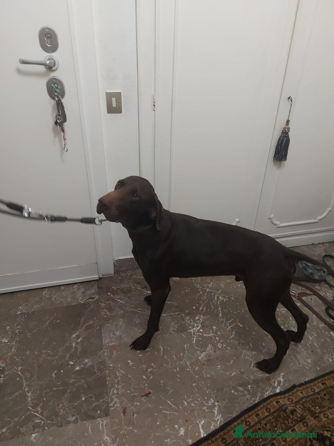 Bracco cani in regalo: Bracco tedesco kursal con pedigee - Annuncio 6