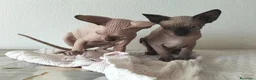 Sphynx gatti in vendita: Gatti Sphynx  - Annuncio 3
